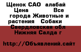 Щенок САО (алабай) › Цена ­ 10 000 - Все города Животные и растения » Собаки   . Свердловская обл.,Нижняя Салда г.